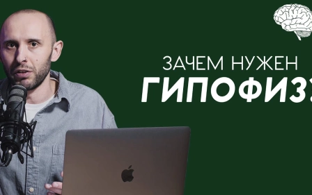 Что такое ГИПОФИЗ и где он живёт. Мозг, гормоны, щитовидка, аденома